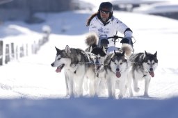 Lenk 2013